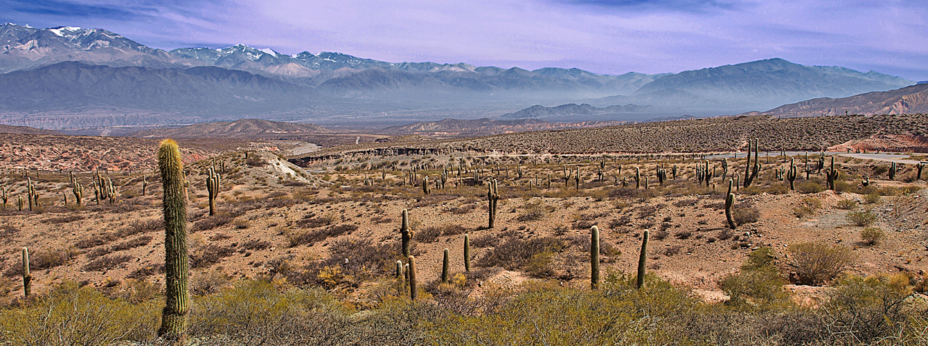 Cardones