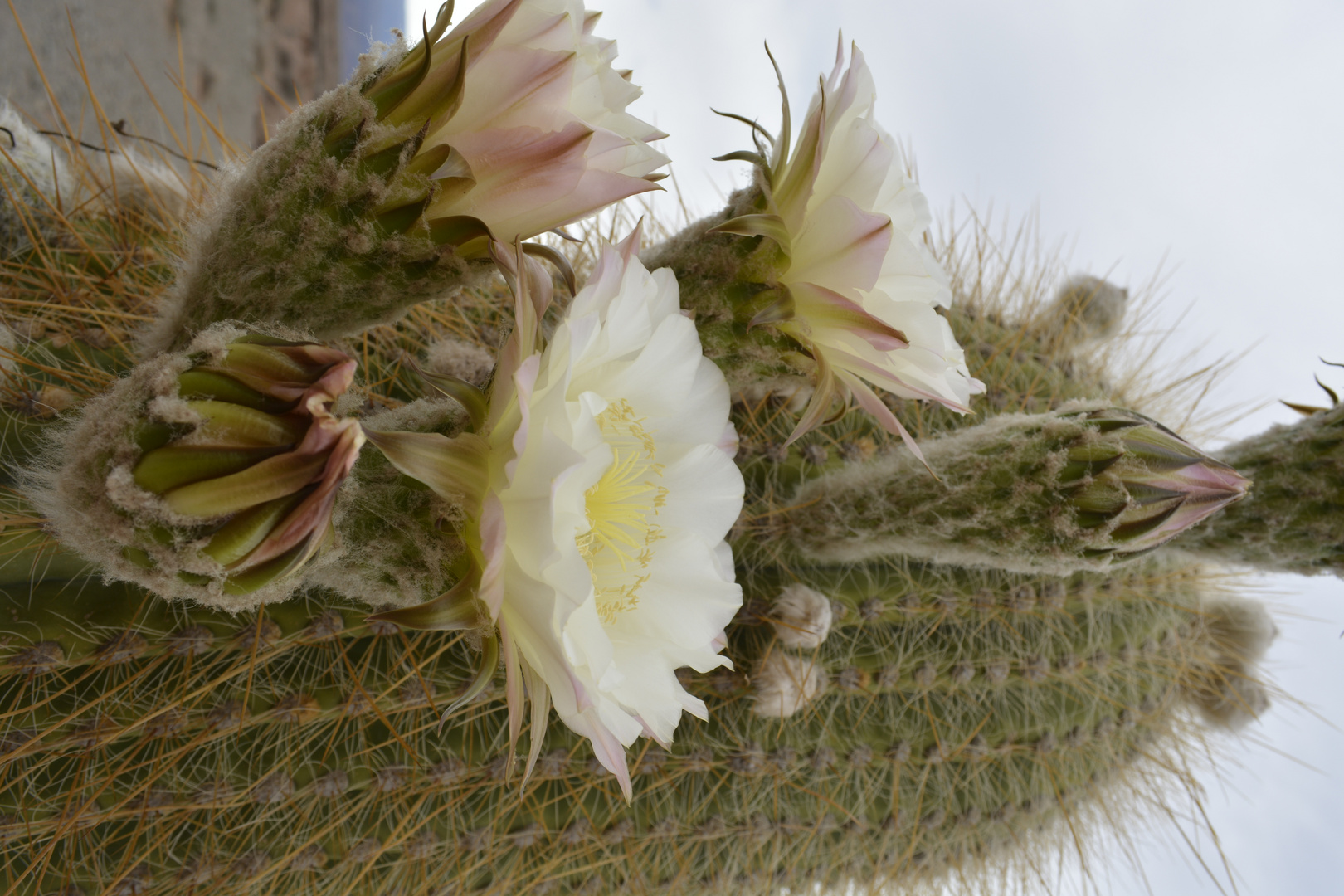 Cardones en flor