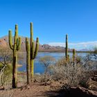 Cardones en la Laguna