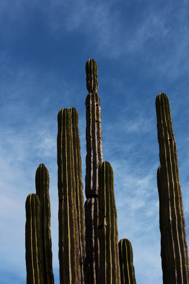 cardones mejicanos