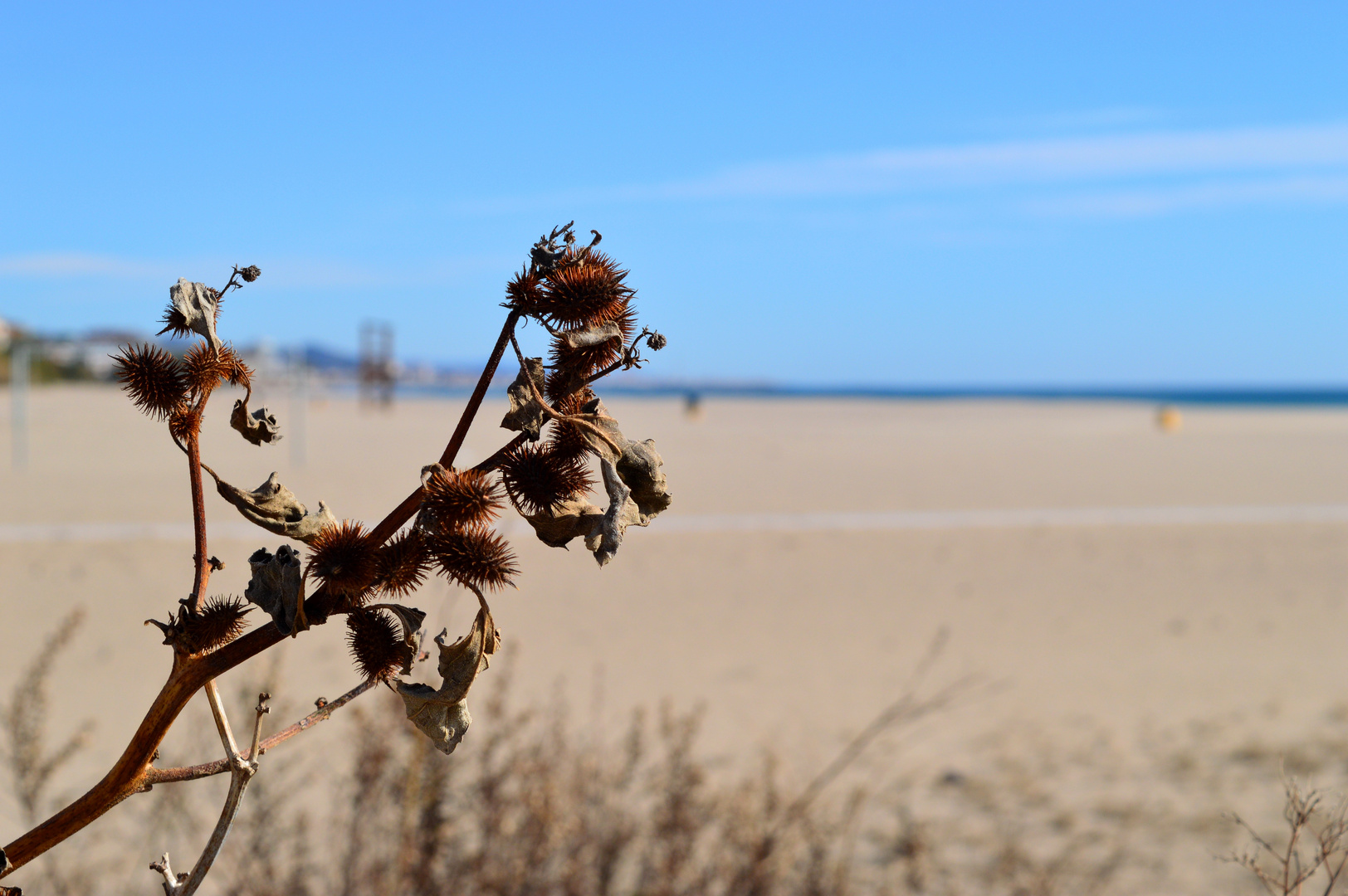 Cardos de Playa