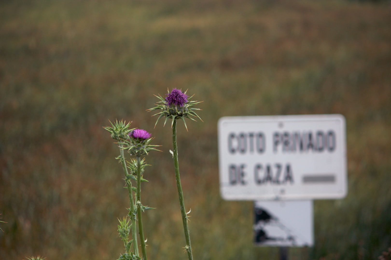 cardos en coto privado de caza