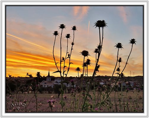 Cardos y Navas del Rey al atardecer