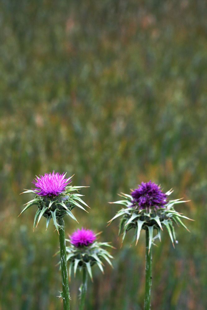 cardos y trigal verde 