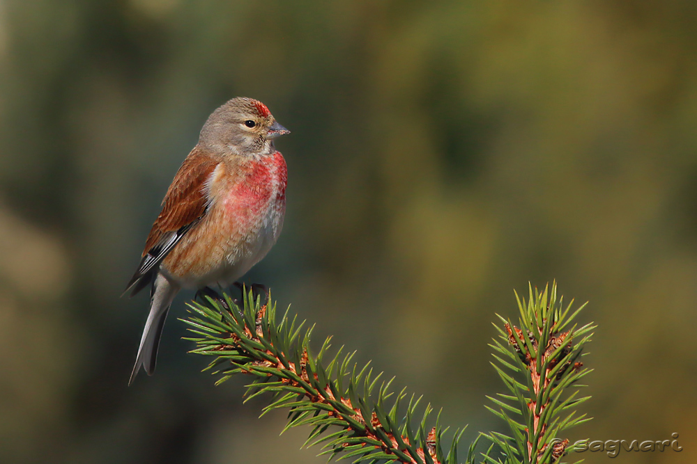 Carduelis cannabina