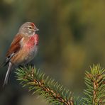 Carduelis cannabina