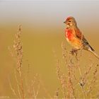 ~Carduelis cannabina~