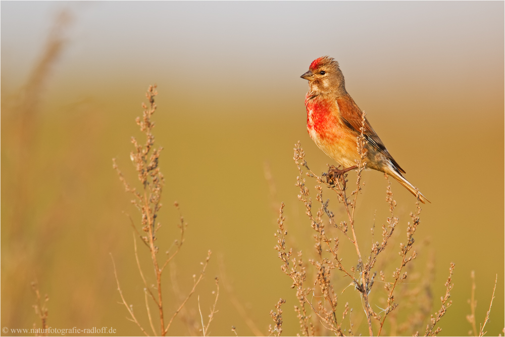 ~Carduelis cannabina~