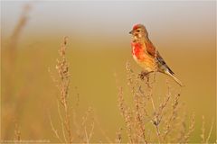 ~Carduelis cannabina~