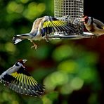 Carduelis carduelis