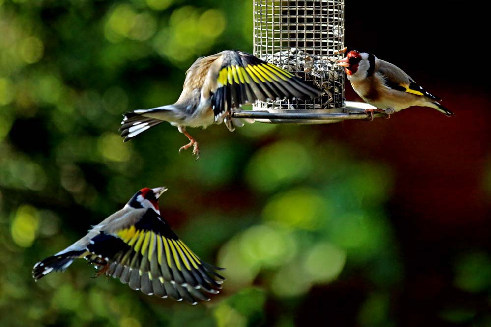 Carduelis carduelis