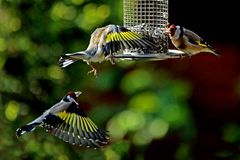 Carduelis carduelis