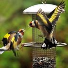 Carduelis carduelis