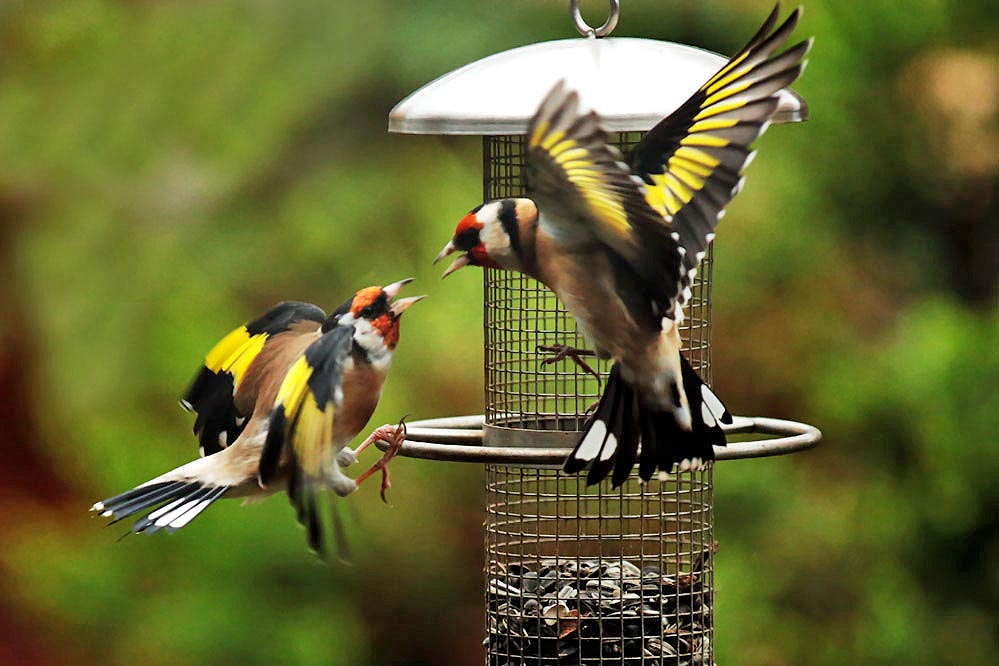 Carduelis carduelis