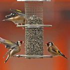 Carduelis carduelis 1/8