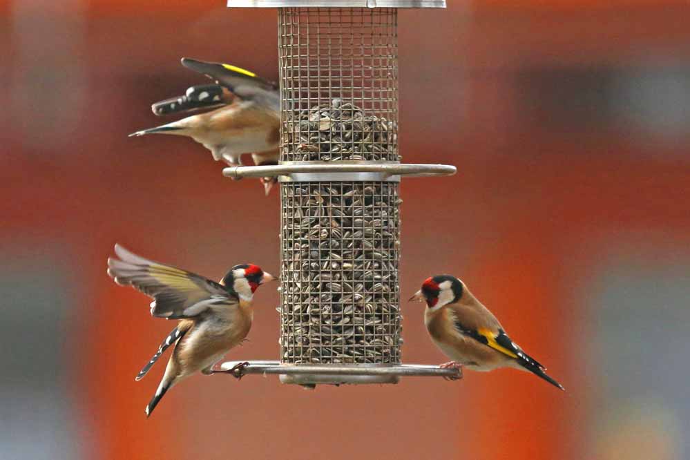 Carduelis carduelis 1/8