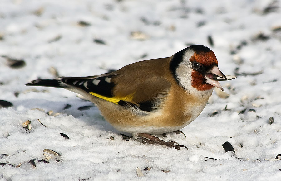 Carduelis carduelis