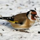 Carduelis carduelis