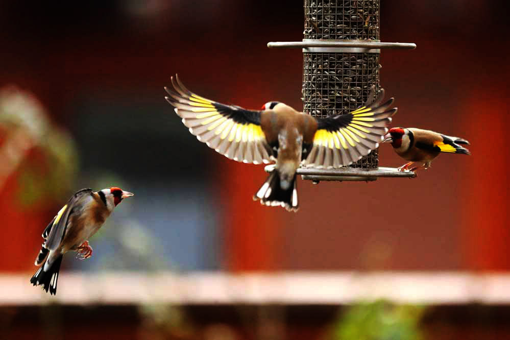 Carduelis carduelis