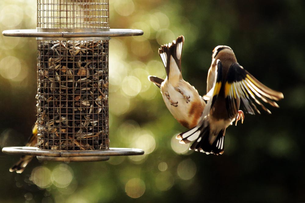 Carduelis carduelis