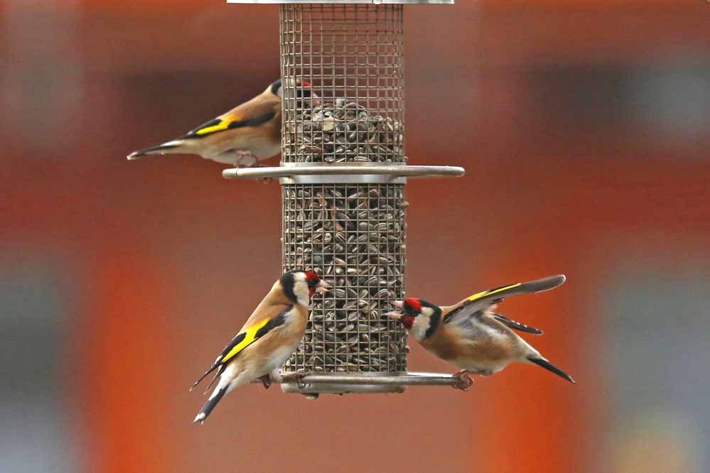 Carduelis carduelis 2/8