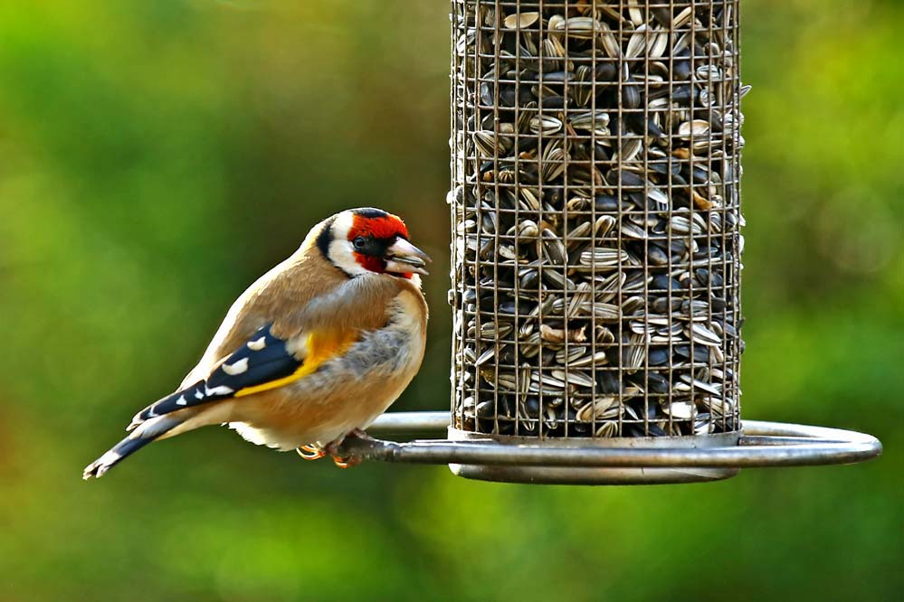 Carduelis carduelis