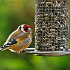 Carduelis carduelis