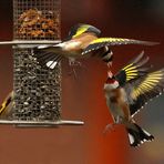 Carduelis carduelis