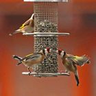 Carduelis carduelis 3/8