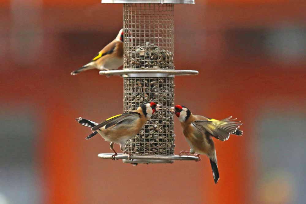 Carduelis carduelis 3/8