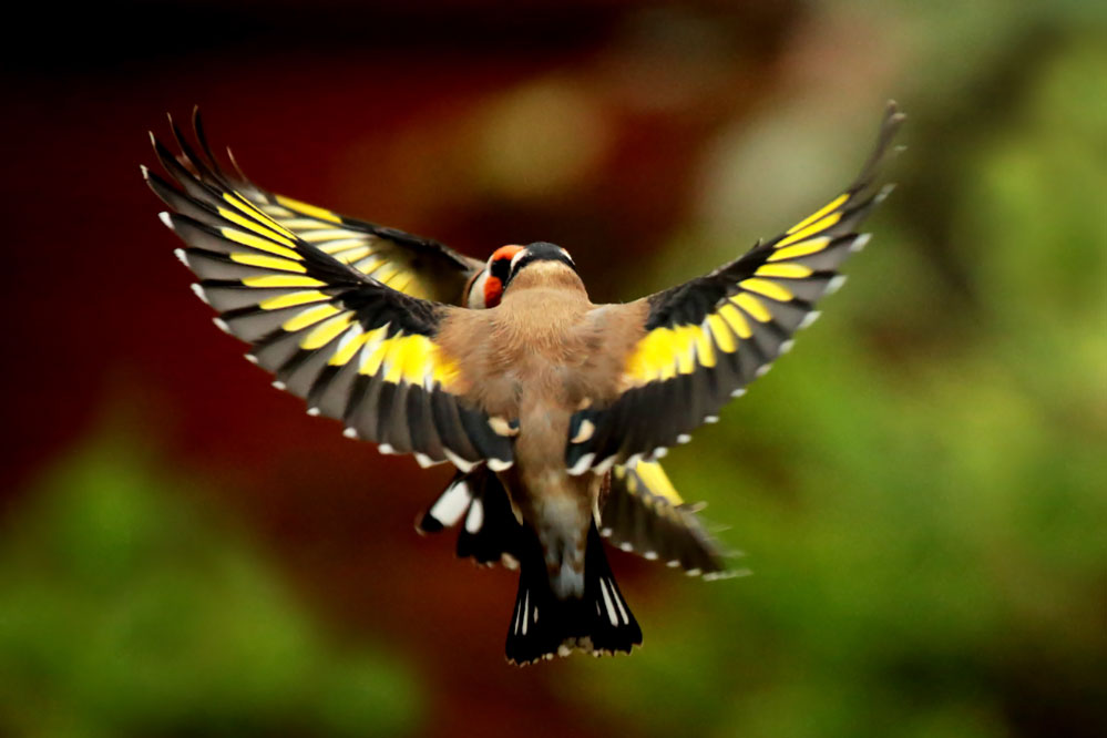 Carduelis carduelis --