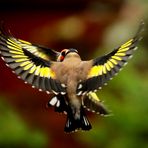 Carduelis carduelis --