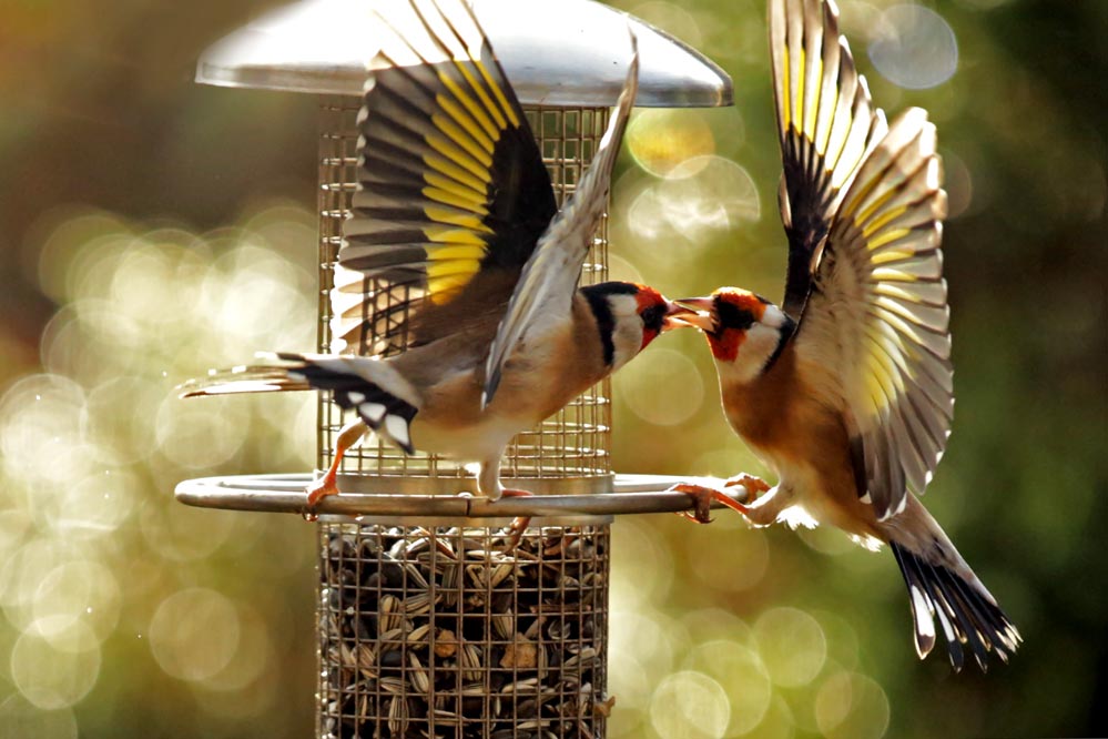 Carduelis carduelis