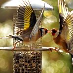 Carduelis carduelis