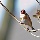 Carduelis carduelis -