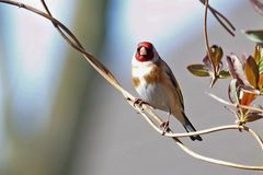 Carduelis carduelis -