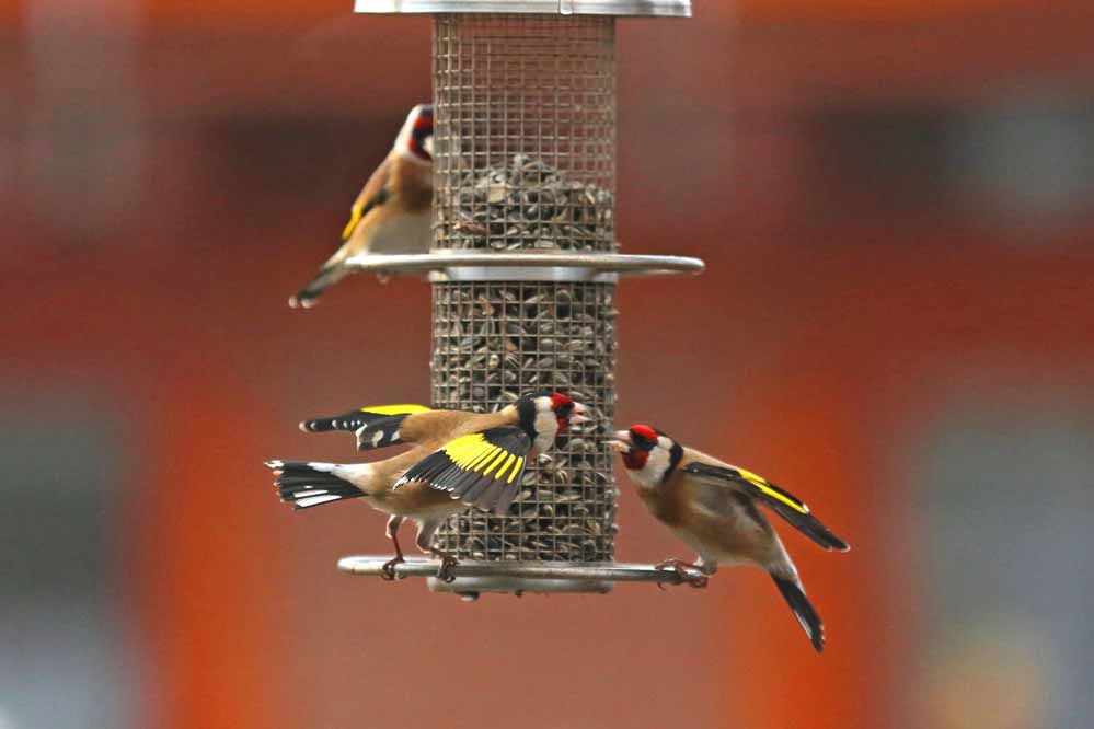 Carduelis carduelis 4/8