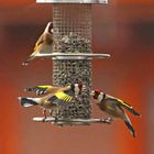 Carduelis carduelis 4/8