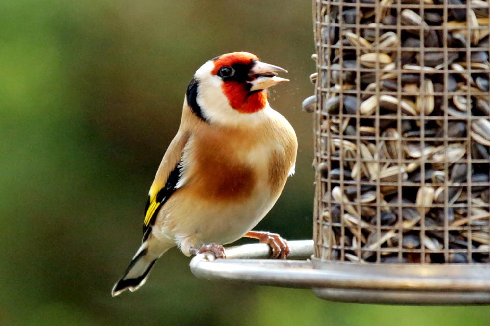 Carduelis carduelis