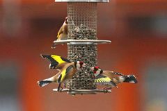 Carduelis carduelis 5/8