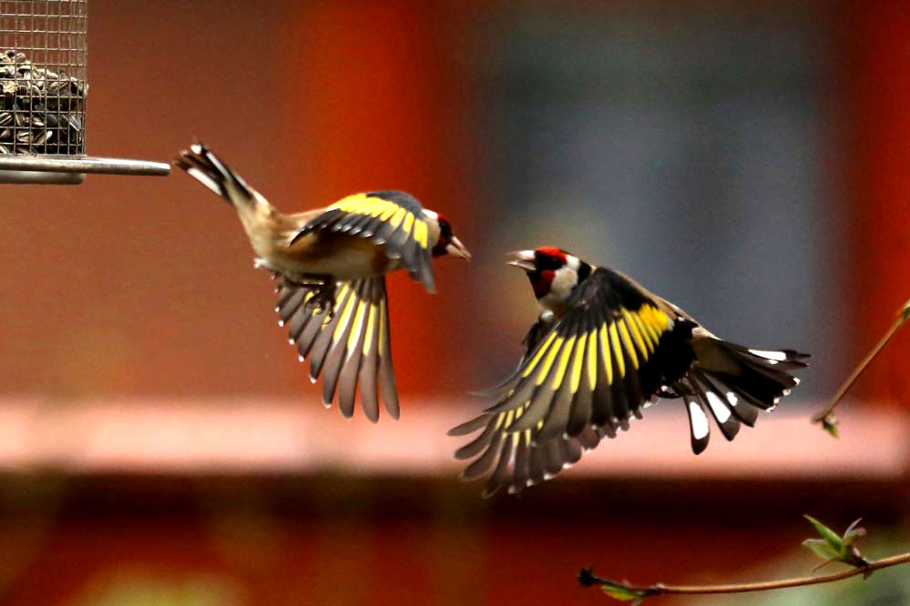 Carduelis carduelis