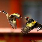 Carduelis carduelis