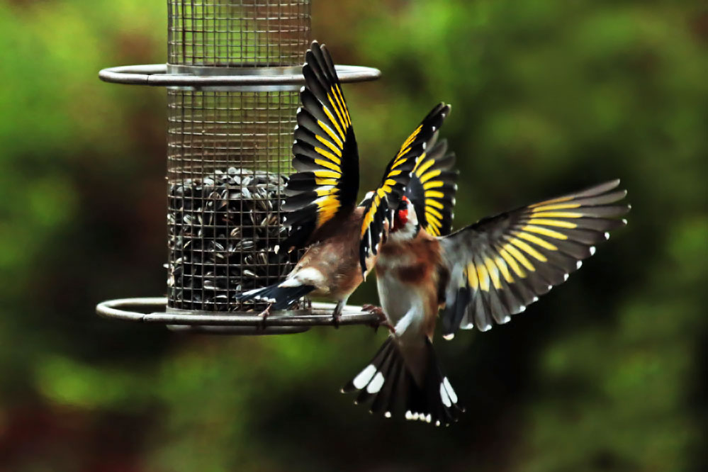 Carduelis carduelis