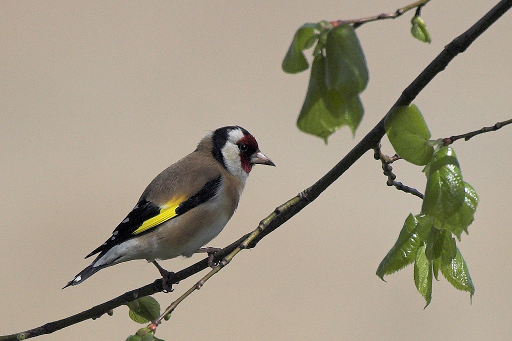 Carduelis carduelis