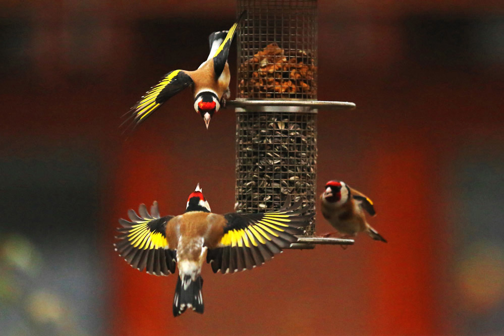 Carduelis carduelis.