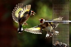 Carduelis carduelis