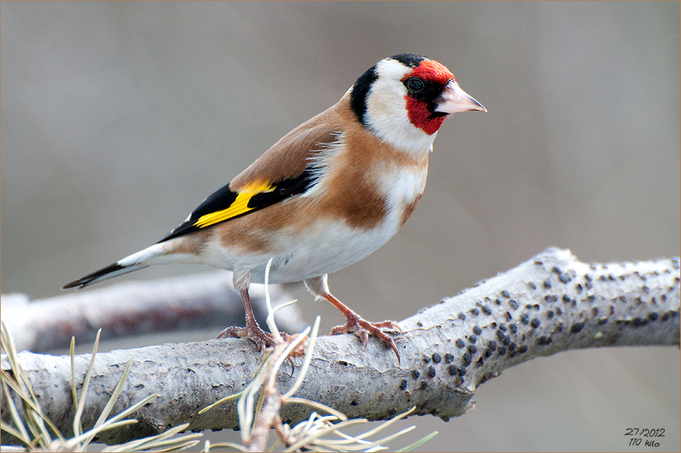 Carduelis carduelis