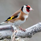 Carduelis carduelis