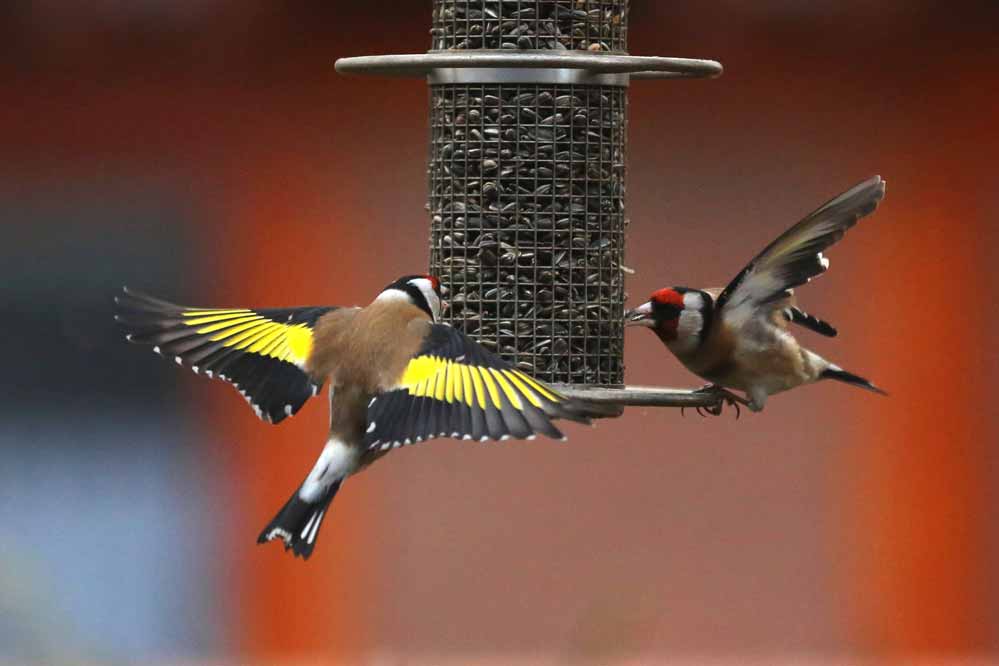 Carduelis carduelis