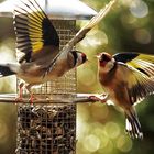 Carduelis carduelis